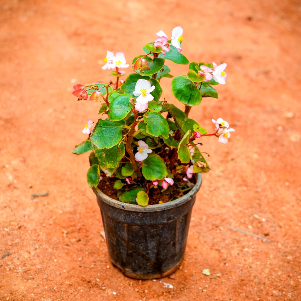 Begonia White in 4 Inch Nursery Pot