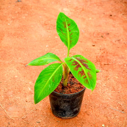 Buy Banana in 4 Inch Nursery Pot Online | Urvann.com