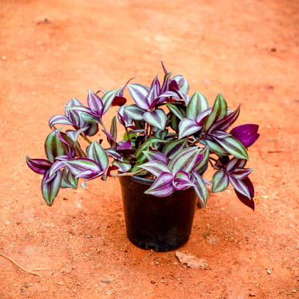 Buy Wandering Jew in 4 Inch Nursery Pot Online | Urvann.com