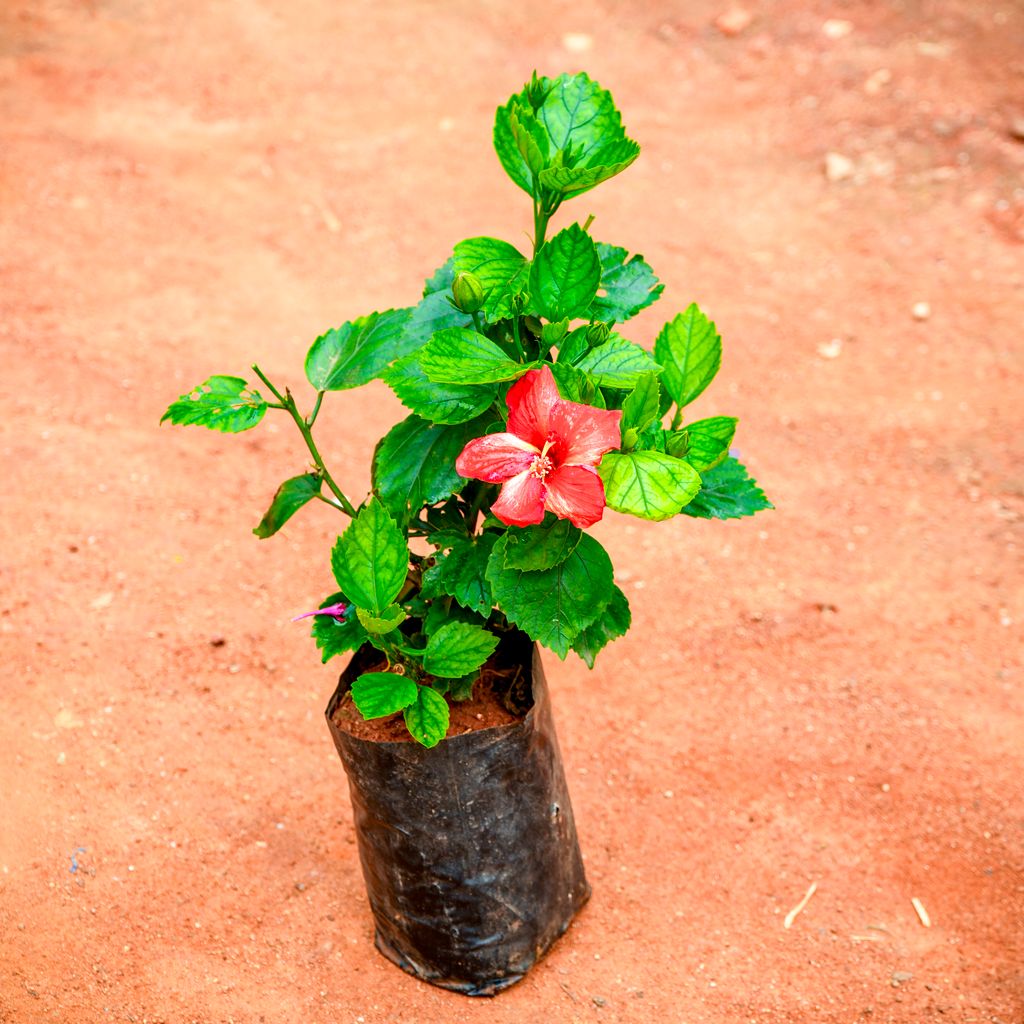 Hibiscus / Gudhal Red in 4 Inch Nursery Bag