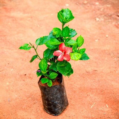 Buy Hibiscus / Gudhal Red in 4 Inch Nursery Bag Online | Urvann.com