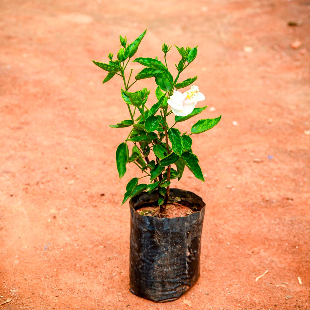 Hibiscus / Gudhal White in 4 Inch Nursery Bag