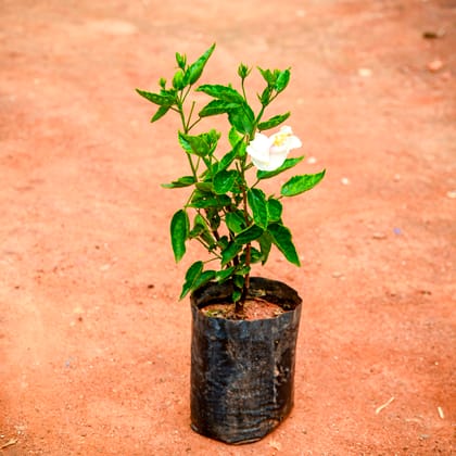 Buy Hibiscus / Gudhal White in 4 Inch Nursery Bag Online | Urvann.com