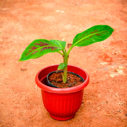 Buy Banana in 8 Inch Terracotta Red Olive Plastic Pot Online | Urvann.com