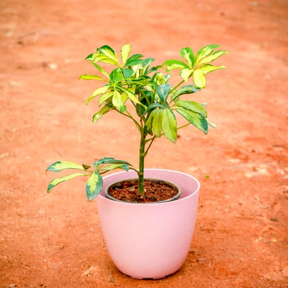 Buy Schefflera Brassia in 6 Inch Pink Marble Premium Orchid Round Plastic Pot Online | Urvann.com