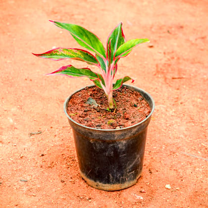 Buy Aglaonema Lipstick in 5 Inch Nursery Pot Online | Urvann.com