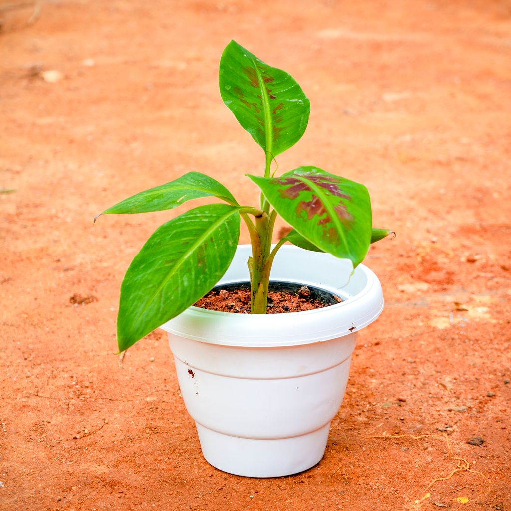 Banana in 8 Inch White Classy Plastic Pot