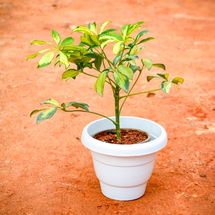 Buy Schefflera Brassia in 8 Inch White Classy Plastic Pot Online | Urvann.com