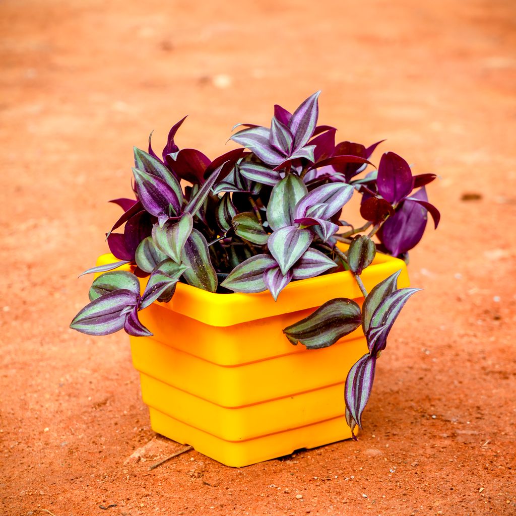 Wandering Jew in 6 Inch Yellow Premium Orchid Square Plastic Pot