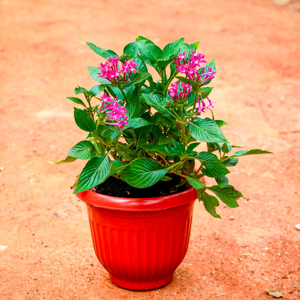 Pentas Pink in 8 Inch Terracotta Red Olive Plastic Pot