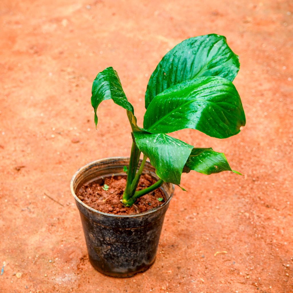 Peace Lily in 5 Inch Nursery Pot