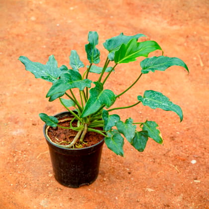 Buy Xanadu Green in 5 Inch Nursery Pot Online | Urvann.com