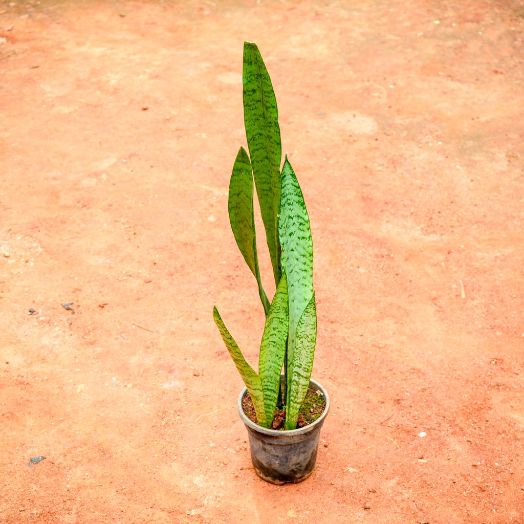 Snake Green Long (~ 1 Ft) in 5 Inch Nursery Pot