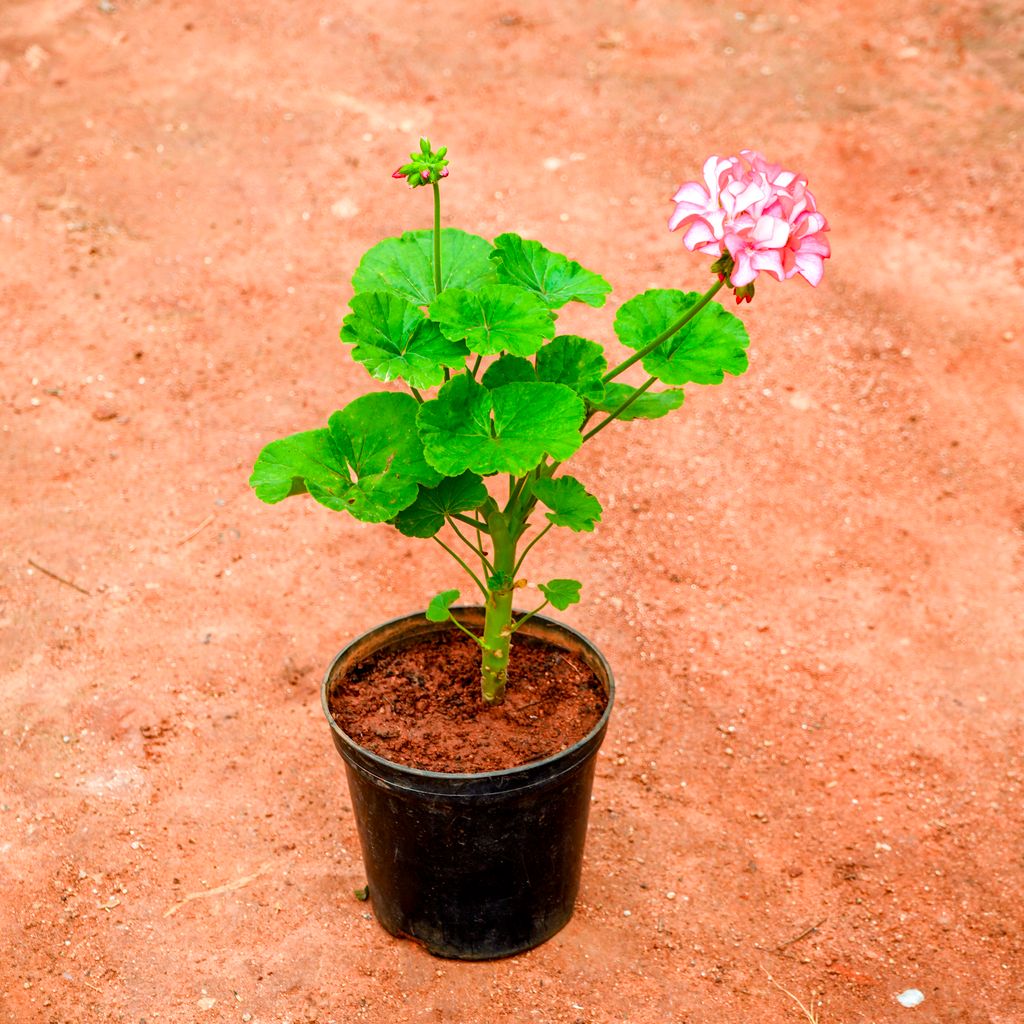 Geranium Pink in 5 Inch Nursery Pot