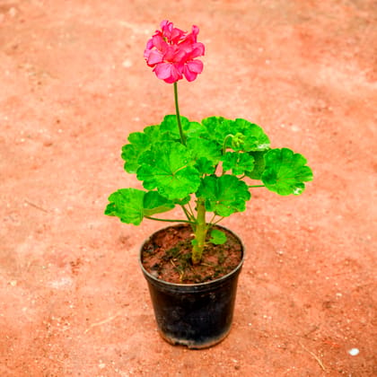 Buy Geranium Dark Pink in 5 Inch Nursery Pot Online | Urvann.com