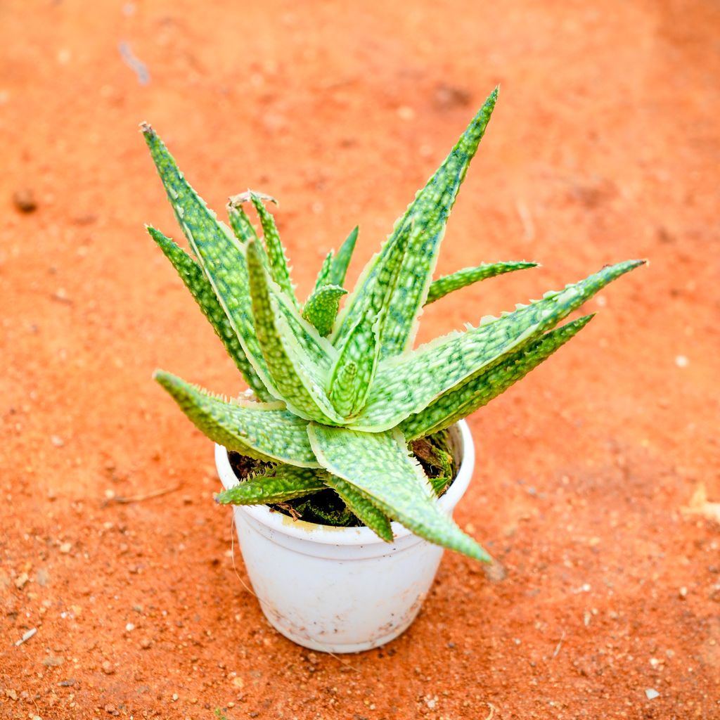 Aloe Green Blush Succulent in 3 Inch Nursery Pot