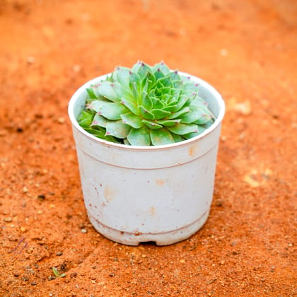 Buy Lakshmi Kamal Succulent in 3 Inch Nursery Pot Online | Urvann.com