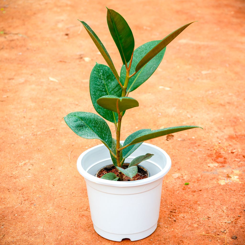 Rubber Green in 6 Inch White Nursery Pot