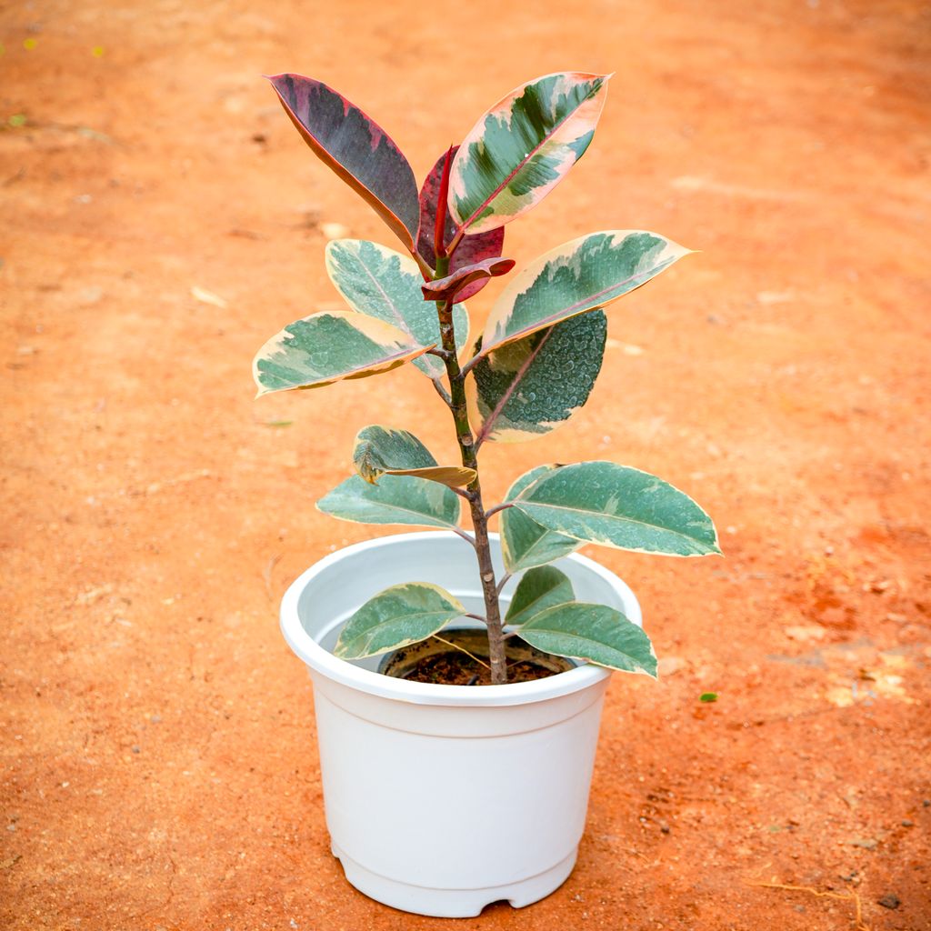 Rubber Pink Variegated in 6 Inch White Nursery Pot