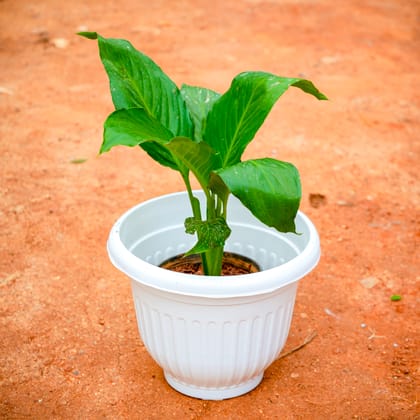 Buy Peace Lily in 8 Inch White Olive Plastic Pot Online | Urvann.com