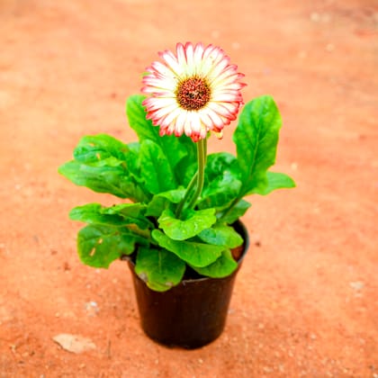 Buy Gerbera (any colour) in 4 Inch Nursery Pot Online | Urvann.com