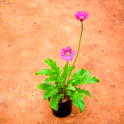 Buy Gerbera Pink in 4 Inch Nursery Pot Online | Urvann.com