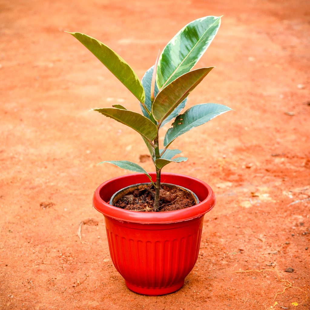 Rubber Variegated White in 8 Inch Terracotta Red Olive Plastic Pot