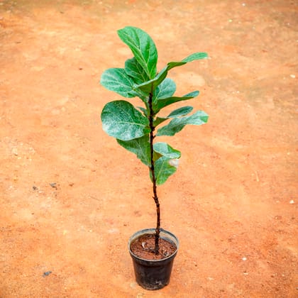 Buy Fiddle Leaf Fig / Ficus Lyrata (¬ 1 Ft) in 5 Inch Nursery Pot Online | Urvann.com