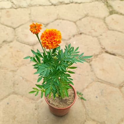 Marigold / Genda (any colour) in 6 Inch Nursery Pot