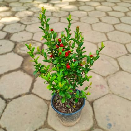 Dwarf Chinese Ixora Red in 6 Inch Nursery Pot