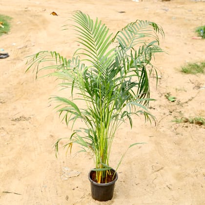 Buy Areca Palm (~ 2.5 Ft) in 8 Inch Nursery pot Online | Urvann.com