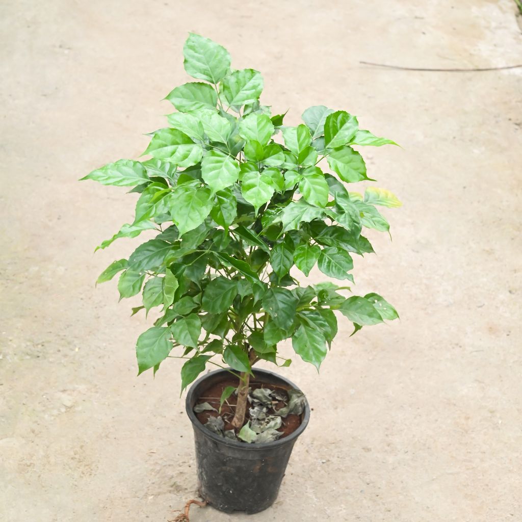 Radermachera / China Doll (Bushy) in 6 Inch Nursery Pot