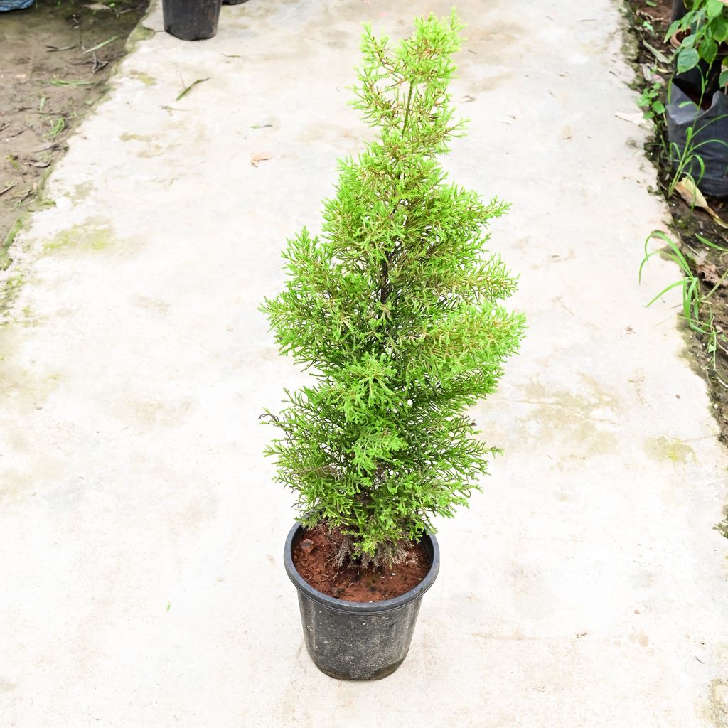 Golden Cypress in 8 Inch Nursery Pot