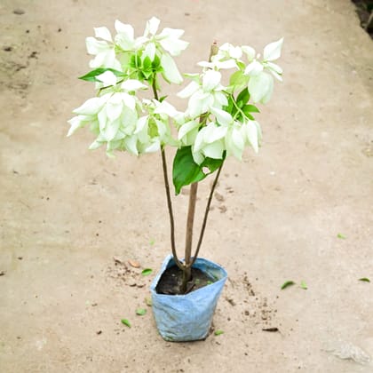 Buy Mussaenda White in 8 Inch Nursery Bag Online | Urvann.com