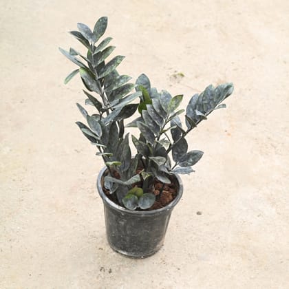 Buy Zz Black in 6 Inch Nursery Pot Online | Urvann.com