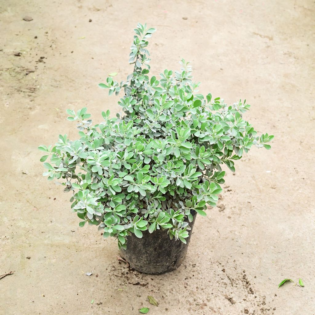 Nicodia / Nikotia in 8 Inch Nursery Pot