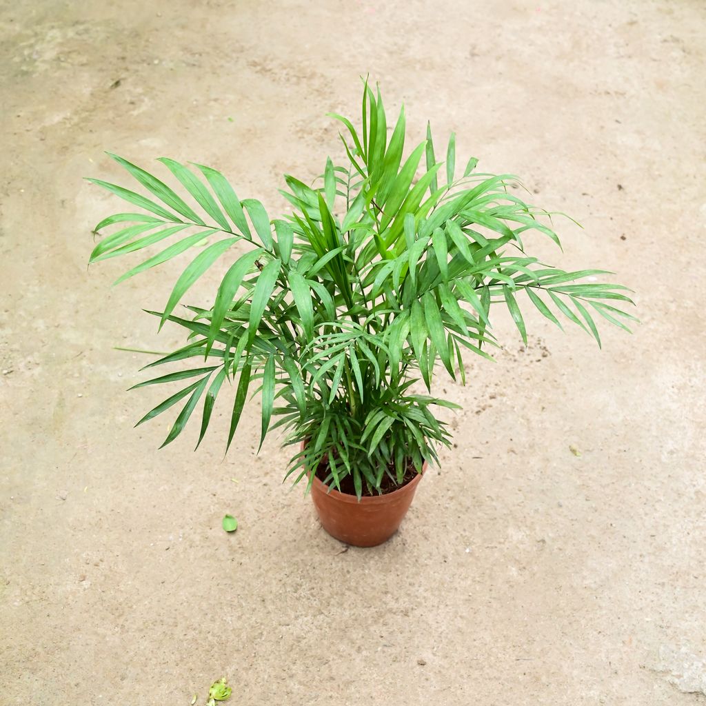 Chameadorea Palm (Bushy) in 5 Inch Nursery Pot