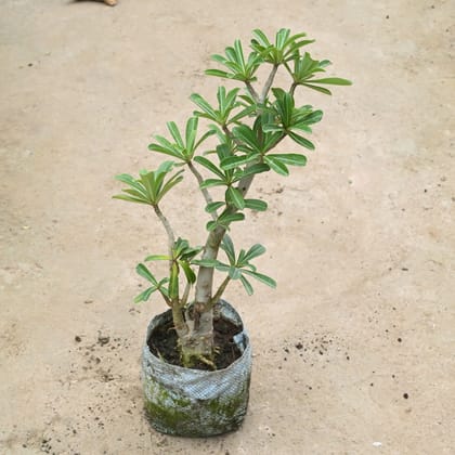 Buy Adenium Pink (~ 1 Ft) in 7 Inch Nursery Bag Online | Urvann.com