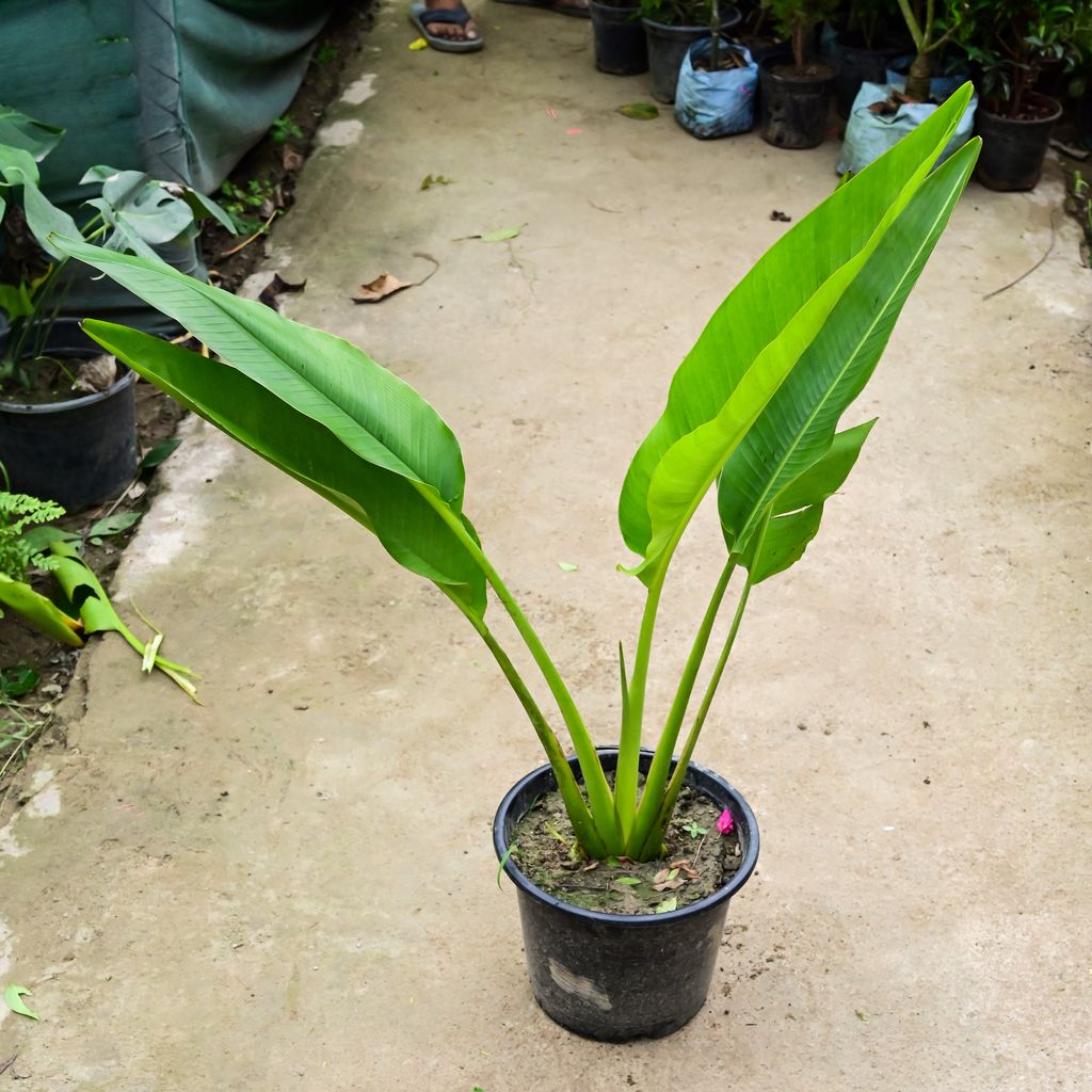 Traveller Palm (~ 3 Ft) in 10 Inch Nursery Pot