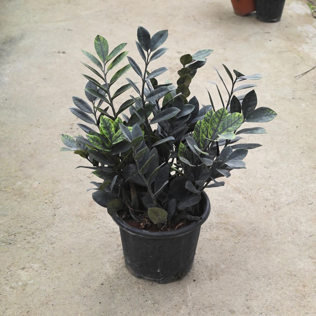 Zz Black in 8 Inch Nursery Pot