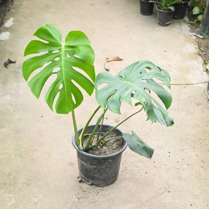 Buy Monstera Deliciosa (~ 2 Ft) in 10 Inch Nursery Pot Online | Urvann.com