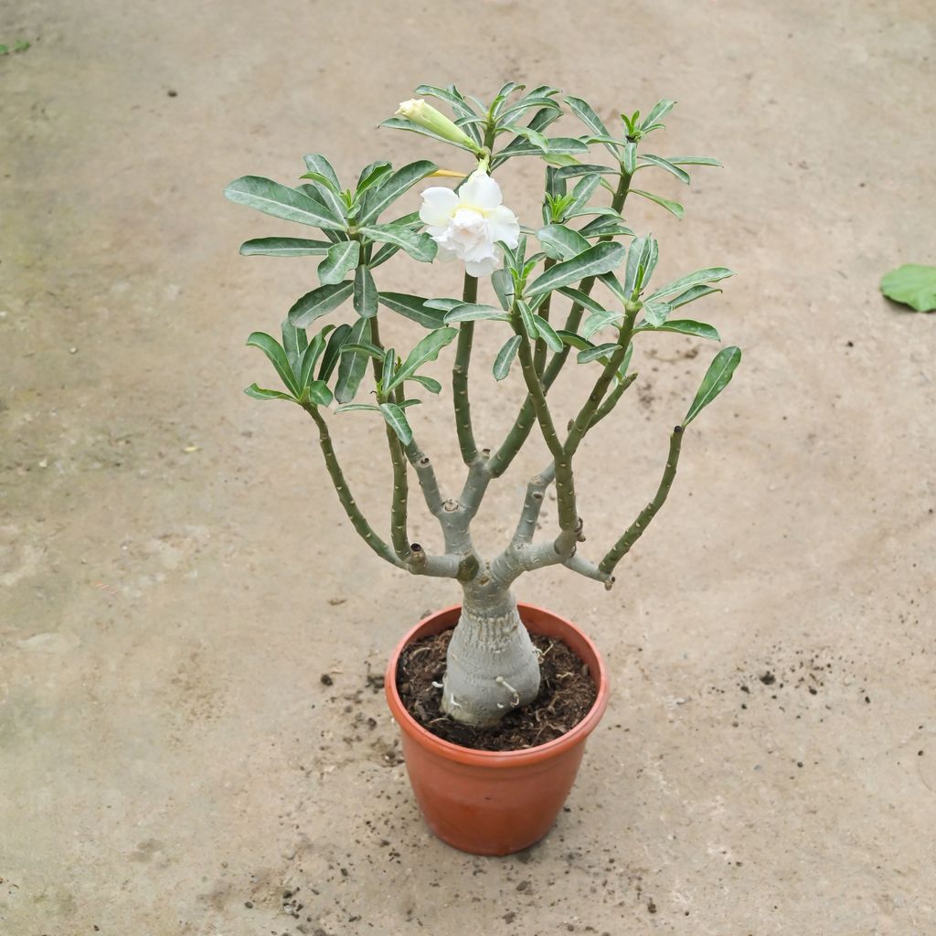 Adenium Grafted (Any Colour) in 6 Inch Red Nursery Pot