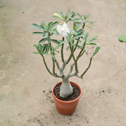 Buy Adenium Grafted (Any Colour) in 6 Inch Red Nursery Pot Online | Urvann.com