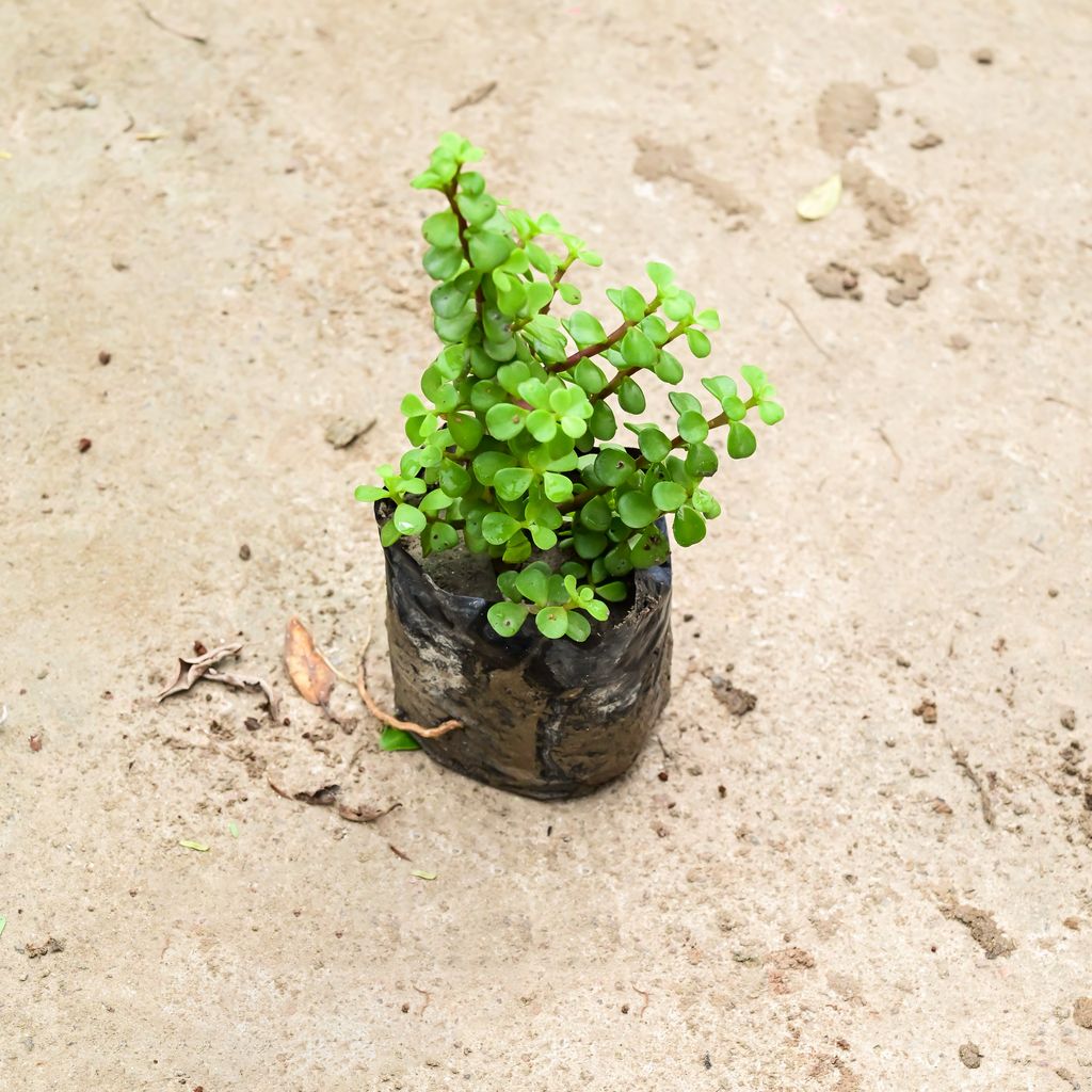 Jade in 4 Inch Nursery Bag