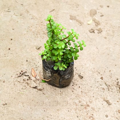 Buy Jade in 4 Inch Nursery Bag Online | Urvann.com