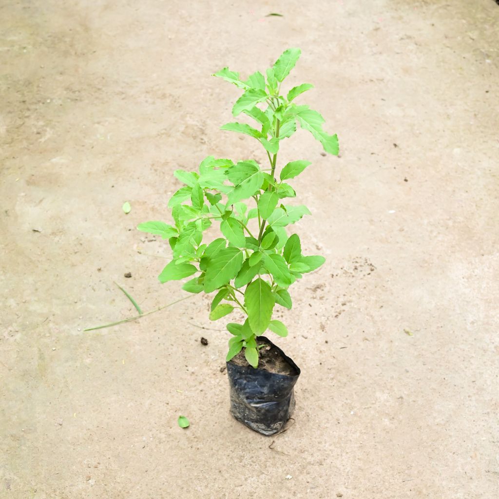 Rama Tulsi in 4 Inch Nursery Bag