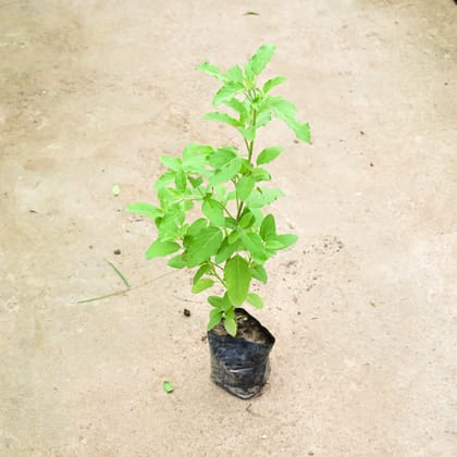 Buy Rama Tulsi in 4 Inch Nursery Bag Online | Urvann.com