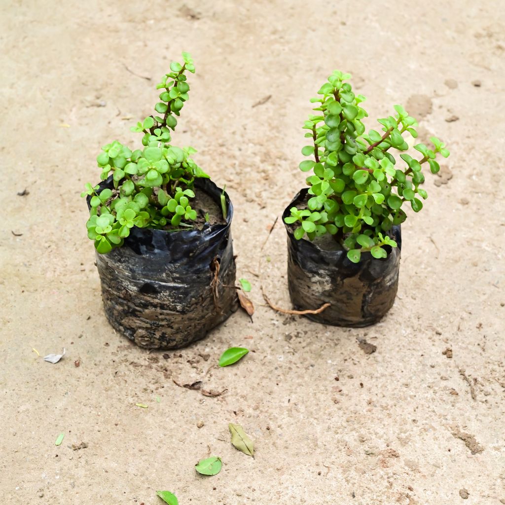 Set Of 2 - Jade in 4 Inch Nursery Bag