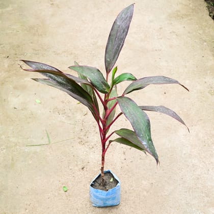 Buy Dracaena Mahatma (~ 2 Ft) in 4 Inch Nursery Bag Online | Urvann.com