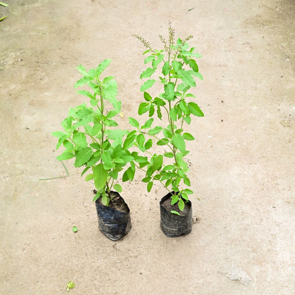 Set Of 2 - Rama Tulsi in 4 Inch Nursery Bag